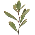  Bog Myrtle for a natural Scottish insect repellent 